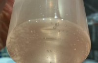 Ice Pigging Restores Performance of Contaminated Purified Water System